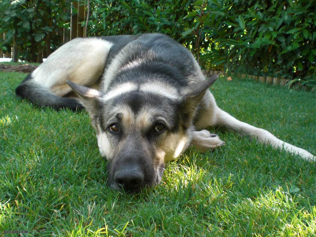 Aiko (Deutscher Schäferhund, Unbekannt) Deutscher Schäferhund Unbekannt 